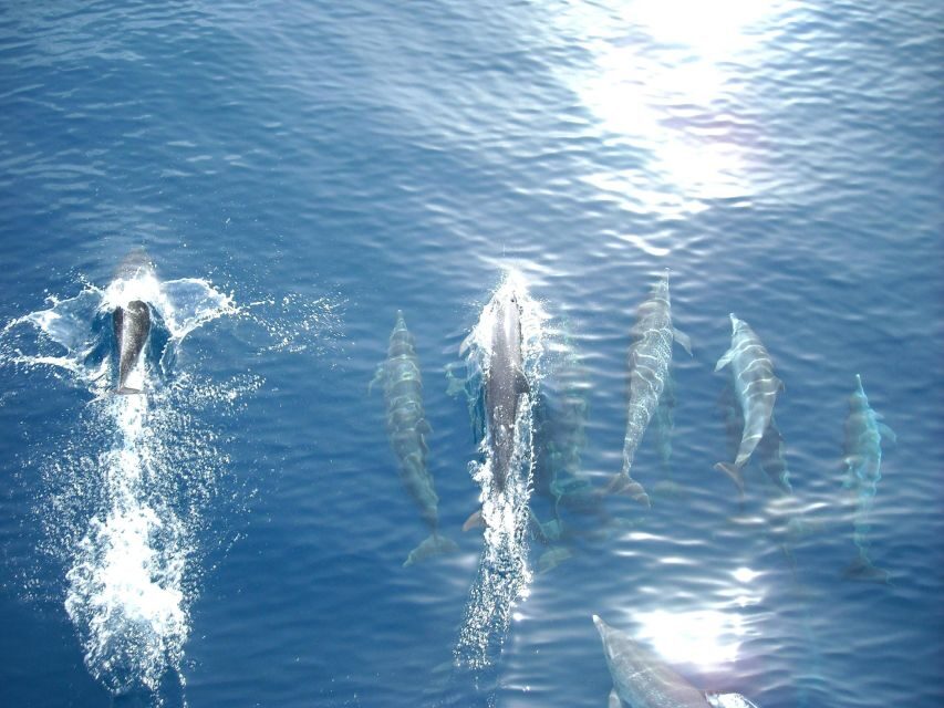 Vrsar: Dolphin Watching Boat Tour including Drinks - Whats Included & Whats Not