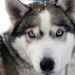 Vuokatti: Husky Sled Ride with Hot Berry Juice & Biscuits - Meeting the Huskies: Personal Encounters and Photos