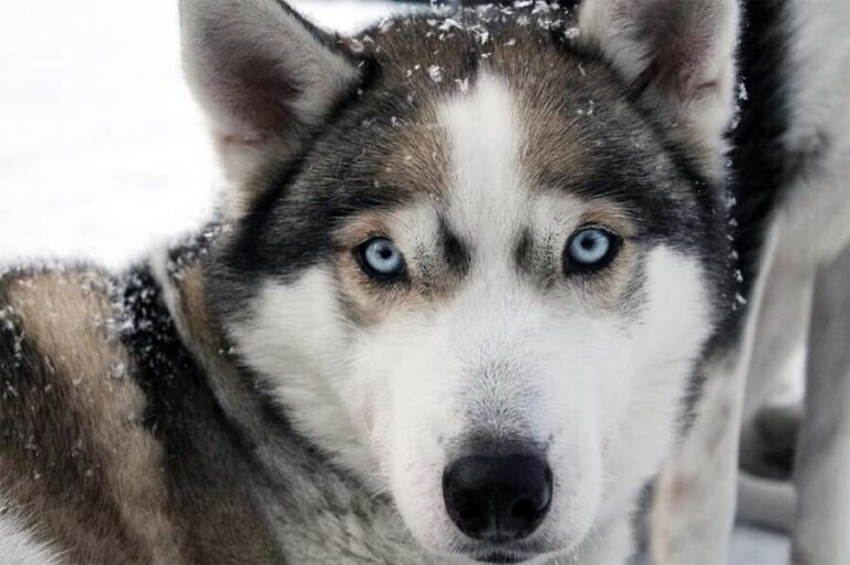 Vuokatti: Husky Sled Ride with Hot Berry Juice & Biscuits - Meeting the Huskies: Personal Encounters and Photos