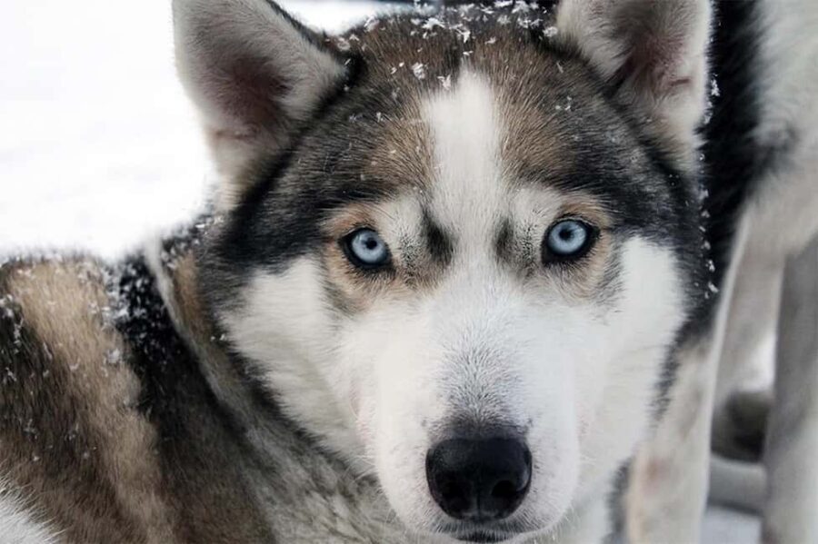 Vuokatti: Husky Sled Ride with Hot Berry Juice & Biscuits - Meeting the Huskies: Personal Encounters and Photos