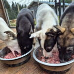 Vuokatti: Life with Huskies Experience - The Practical Details