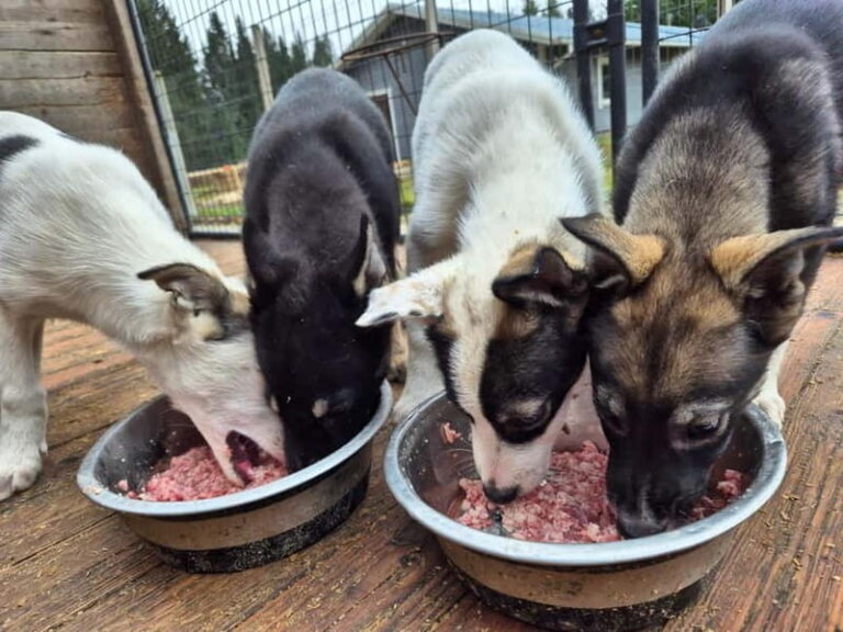 Vuokatti: Life with Huskies Experience - The Practical Details