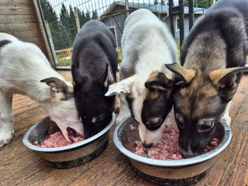 Vuokatti: Life with Huskies Experience - The Practical Details