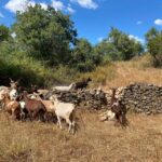 Walk through Hills With a Local Goat Herder and Their Goats - FAQ