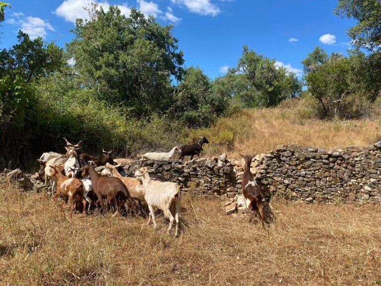 Walk through Hills With a Local Goat Herder and Their Goats - FAQ