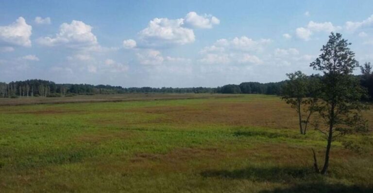 Warsaw: Bialowieza National Park and European Bison Tour - Authentic Reviews and Insights