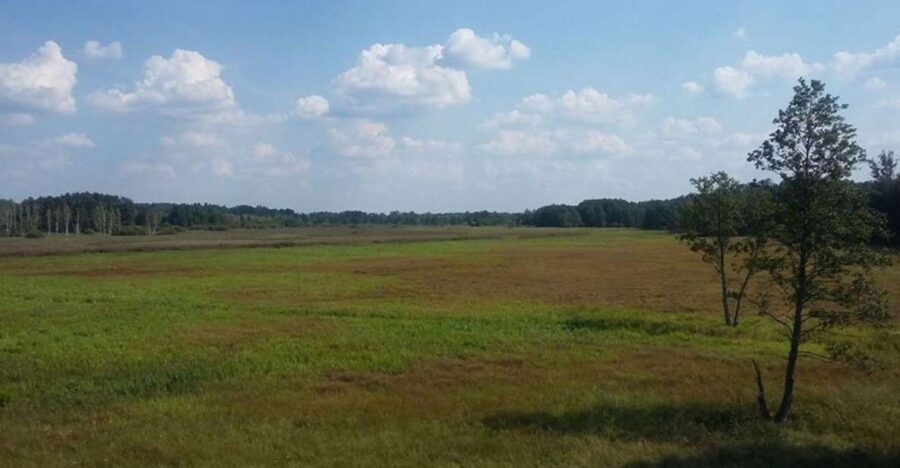 Warsaw: Bialowieza National Park and European Bison Tour - Authentic Reviews and Insights