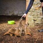 Wells House, Co Wexford: Entry, Picnic & Meerkat fun - Final Thoughts