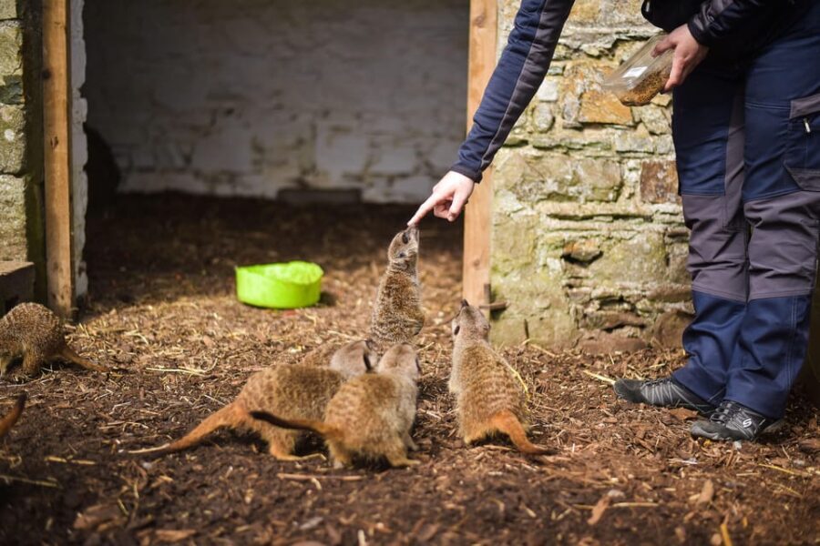 Wells House, Co Wexford: Entry, Picnic & Meerkat fun - Final Thoughts
