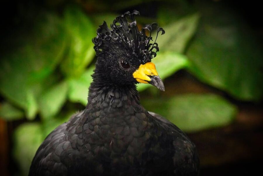 West Berkshire,UK: The Living Rainforest Centre Entry Ticket - What Sets The Living Rainforest Apart?