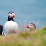 Westman Islands Day Tour from Reykjavik - Practical Tips and What to Expect