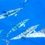 Whale and Dolphin Watching Sailing Tour  Los Gigantes (3H) - What to Expect and Practical Tips