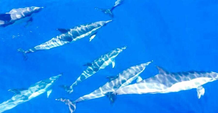 Whale and Dolphin Watching Sailing Tour  Los Gigantes (3H) - What to Expect and Practical Tips