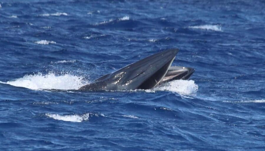 Whale watching - Final Verdict