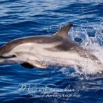 Whale watching, dolphins, and whales departing from Bandol (6:00 a.m. at sea) - What Makes This Tour Stand Out?