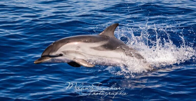 Whale watching, dolphins, and whales departing from Bandol (6:00 a.m. at sea) - What Makes This Tour Stand Out?