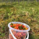 Wild forest mushrooms and berries picking tour - Exploring the Finnish Forest: What to Expect