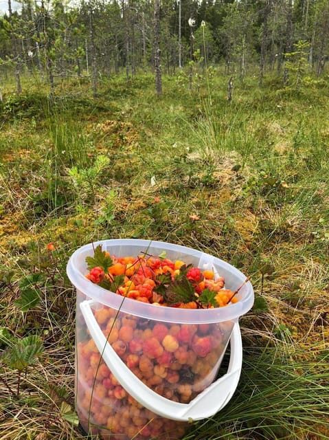 Wild forest mushrooms and berries picking tour - Exploring the Finnish Forest: What to Expect