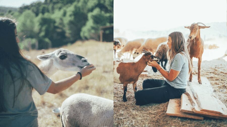 Wild Forest Reserve Foundation - Visit - Why It’s a Worthwhile Choice