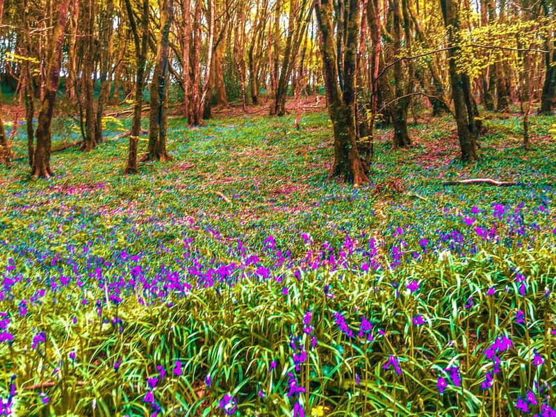 Wild west: Tour Cornwall`s rugged west coast. - The Practical Side: What’s Included & What’s Not