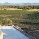 Wine experience in Dorgali in the heart of the Cannonau Classic Zone - The Wines Youll Taste