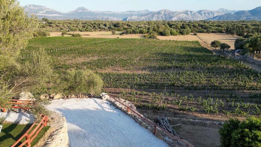 Wine experience in Dorgali in the heart of the Cannonau Classic Zone - The Wines Youll Taste