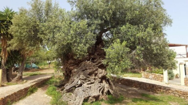 Wine Tasting & Ancient Olive Tree 3 Hours Tour Private - A Detailed Breakdown of the Tour