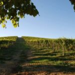 Wine Tasting in the Heart of Monferrato - Premium - Final Thoughts