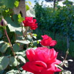 Wine Tasting & Medieval Town Visit at Castelli Romani - What Makes This Tour Stand Out