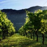 Wine tasting on Peninsula Peljeac wine tour from Dubrovnik - Who Would Love This Tour?