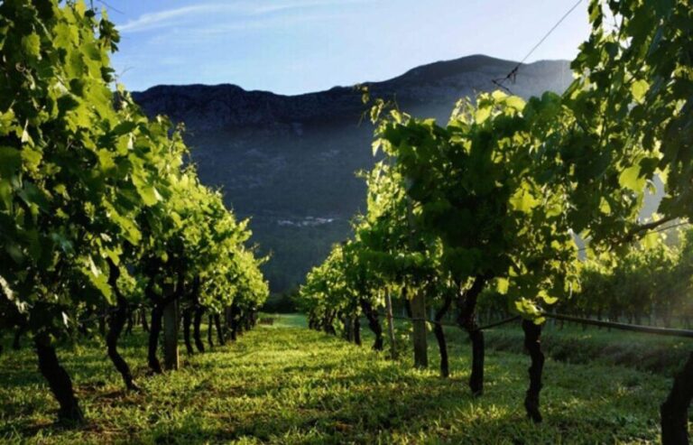 Wine tasting on Peninsula Peljeac wine tour from Dubrovnik - Who Would Love This Tour?