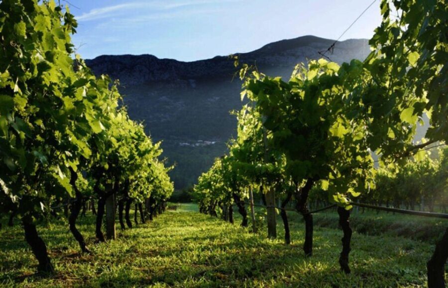 Wine tasting on Peninsula Peljeac wine tour from Dubrovnik - Who Would Love This Tour?