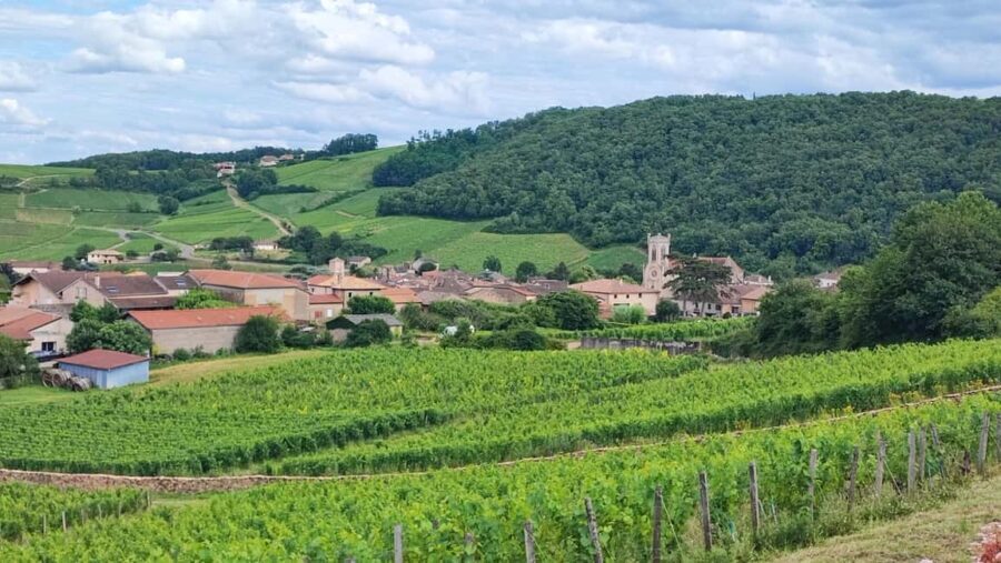 Wine tour in Pouilly Fuissé - Final Thoughts: Is It Worth It?