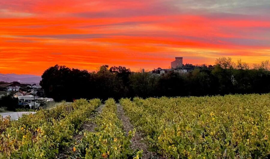 Wine Tour: On the Way to Chateauneuf du Pape - Who Should Consider This Tour?