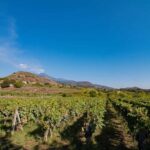 Winery Visit & Tasting on the Volcanic Slopes near Catania - A Deep Dive into the Experience