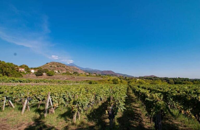 Winery Visit & Tasting on the Volcanic Slopes near Catania - A Deep Dive into the Experience