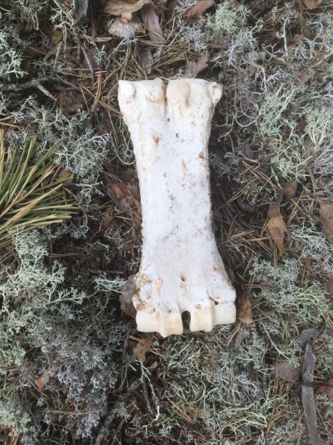 Wolf and Wildlife Tracking in Sweden - The Tracking Experience: What to Expect