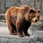 Wroclaw: Zoo with Private Transport and Tickets - Practical Tips for Your Visit