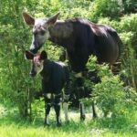 Wuppertal: Entry to the Green Zoo Wuppertal - The Experience: What Its Like to Visit