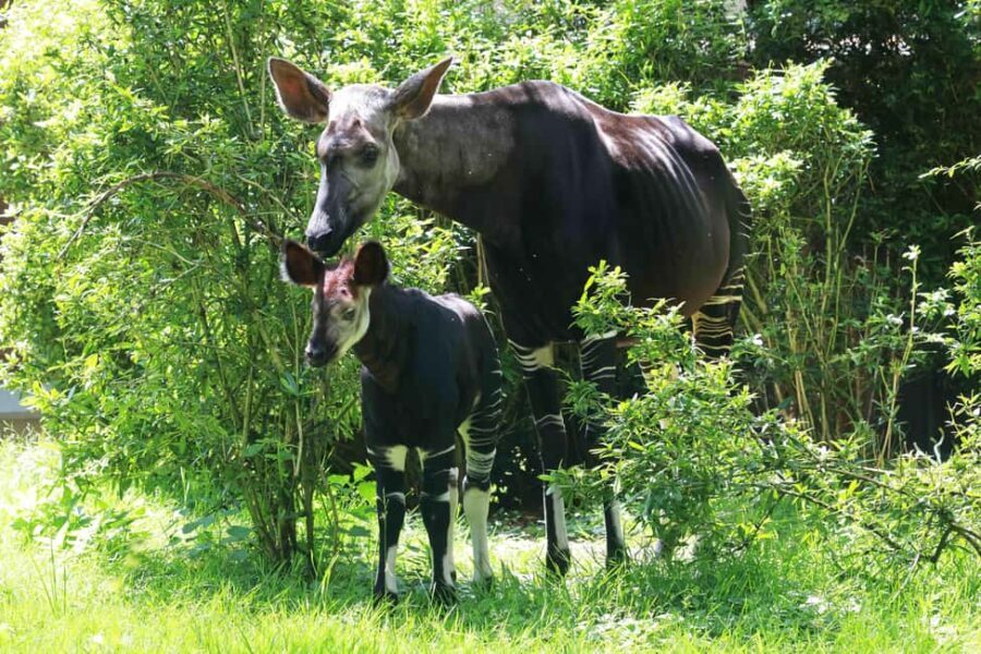 Wuppertal: Entry to the Green Zoo Wuppertal - The Experience: What Its Like to Visit