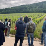 Würzburg: Excursion to the vineyards - enjoyable wine hike & tasting - Who Will Love This Tour?
