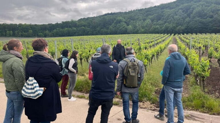 Würzburg: Excursion to the vineyards - enjoyable wine hike & tasting - Who Will Love This Tour?