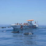 X Plorer  Caves (Benagil) & Dolphins Cruise - Authentic Insights from Past Travelers
