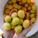 Yerevan: Khor Virap, Garni, Geghard, Echmiadzin, & Zvartnots - FAQs