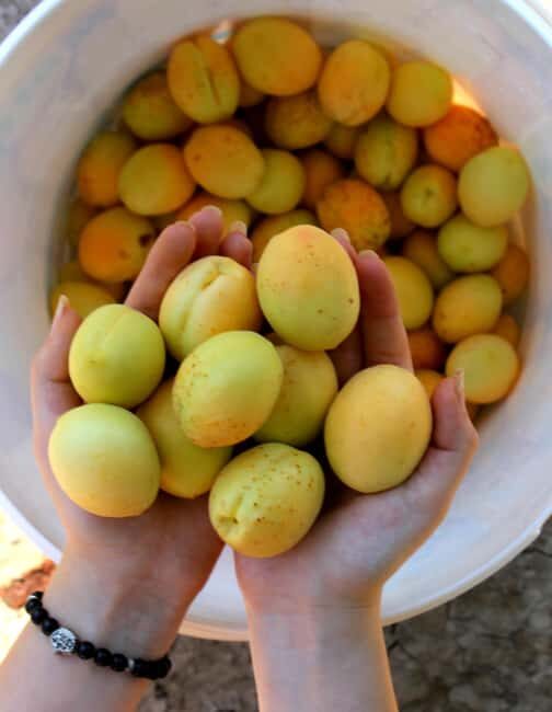 Yerevan: Khor Virap, Garni, Geghard, Echmiadzin, & Zvartnots - FAQs