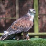York: Entry to York bird of prey centre - Why This Experience Is Worth Considering
