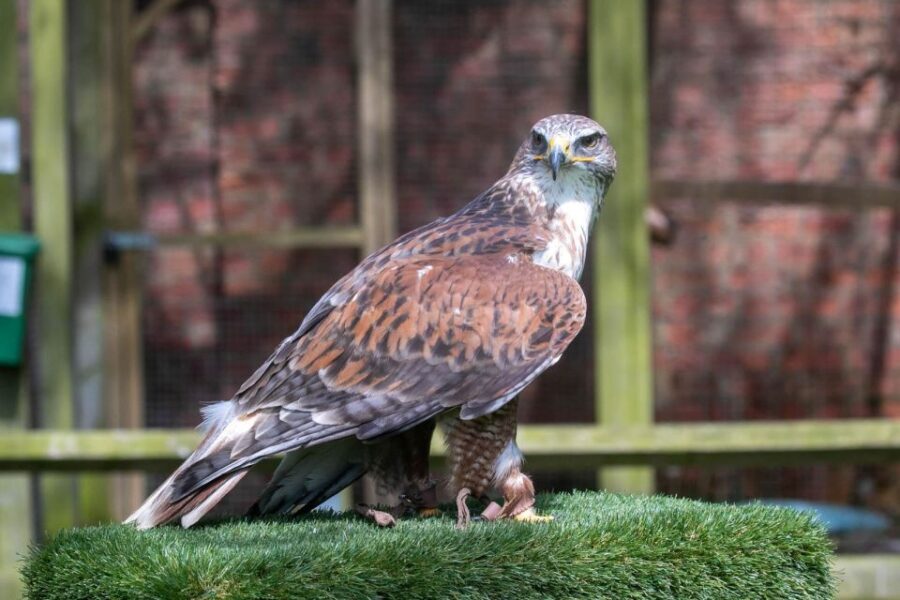 York: Entry to York bird of prey centre - Why This Experience Is Worth Considering
