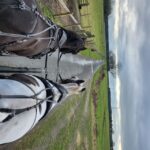 York: Horse Drawn Carriage ride & Cream Tea - The Itinerary: What to Expect