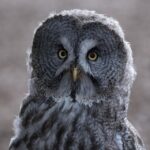 York: York Bird of Prey Centre Entry Ticket - Why this experience is worth it