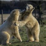 Yorkshire Wildlife Park: Entry Ticket - What Makes Yorkshire Wildlife Park Stand Out?